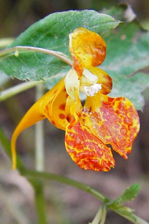 Impatiens capensis \ Orangerotes Springkraut / Orange Jewelweed, Spotted Touch me not, D Gießen 17.8.2014