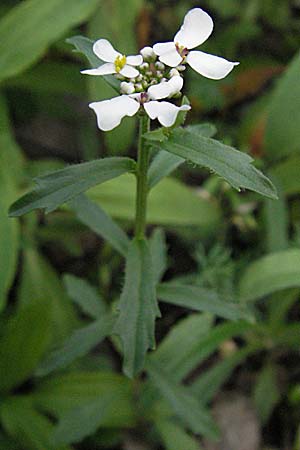 Iberis amara \ Bittere Schleifenblume / Wild Candytuft, D Botan. Gar.  Universit.  Heidelberg 4.10.2006