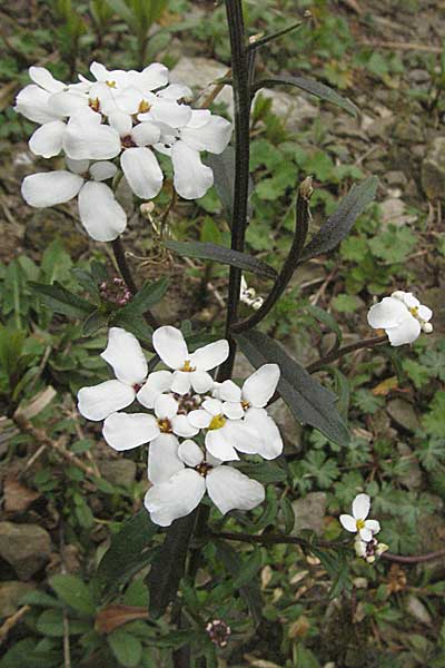 Iberis amara \ Bittere Schleifenblume / Wild Candytuft, D Botan. Gar.  Universit.  Heidelberg 17.3.2007