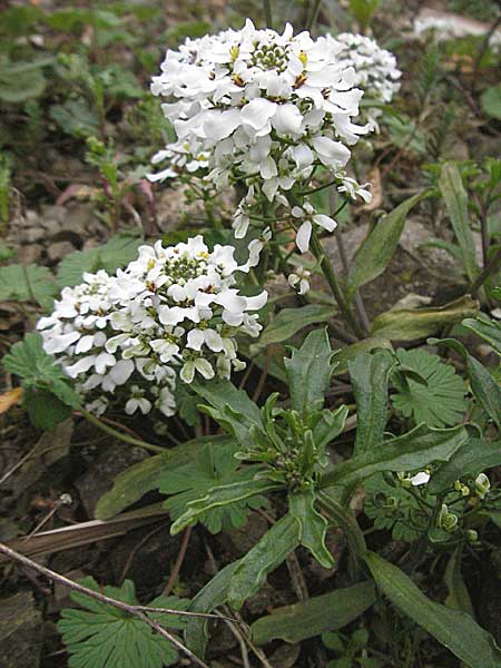 Iberis amara \ Bittere Schleifenblume / Wild Candytuft, D Botan. Gar.  Universit.  Heidelberg 17.3.2007