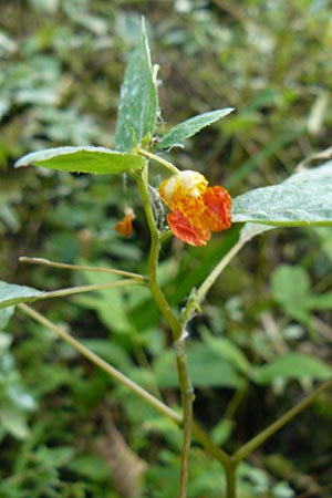 Impatiens capensis \ Orangerotes Springkraut / Orange Jewelweed, Spotted Touch me not, D Gießen 7.9.2013