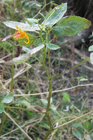 Impatiens capensis \ Orangerotes Springkraut / Orange Jewelweed, Spotted Touch me not, D Gießen 7.9.2013