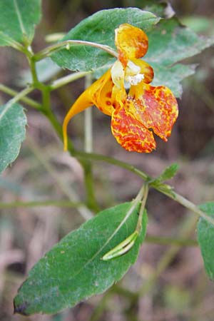 Impatiens capensis \ Orangerotes Springkraut / Orange Jewelweed, Spotted Touch me not, D Gießen 17.8.2014