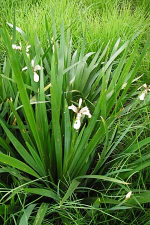 Iris foetidissima \ &Uuml;belriechende Schwertlilie, Korallen-Iris / Stinking Iris, Gladwin Iris, D Weinheim an der Bergstra&szlig;e, Botan. Gar.  Hermannshof 27.5.2014