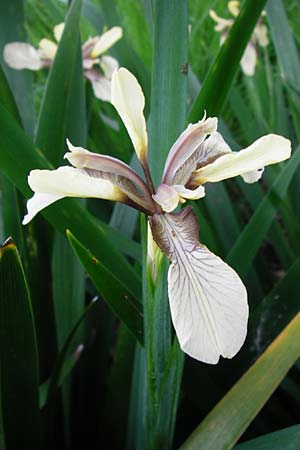 Iris foetidissima \ &Uuml;belriechende Schwertlilie, Korallen-Iris / Stinking Iris, Gladwin Iris, D Weinheim an der Bergstra&szlig;e, Botan. Gar.  Hermannshof 27.5.2014