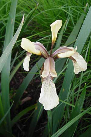 Iris foetidissima \ &Uuml;belriechende Schwertlilie, Korallen-Iris / Stinking Iris, Gladwin Iris, D Weinheim an der Bergstra&szlig;e, Botan. Gar.  Hermannshof 27.5.2014