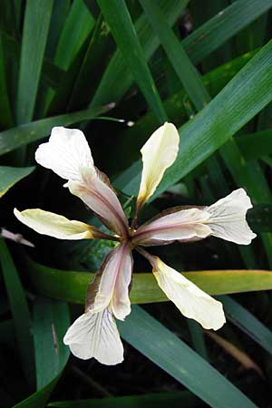 Iris foetidissima \ &Uuml;belriechende Schwertlilie, Korallen-Iris / Stinking Iris, Gladwin Iris, D Weinheim an der Bergstra&szlig;e, Botan. Gar.  Hermannshof 27.5.2014