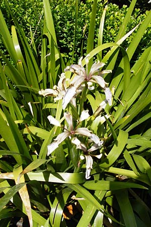 Iris foetidissima \ &Uuml;belriechende Schwertlilie, Korallen-Iris / Stinking Iris, Gladwin Iris, D Pappenheim 19.6.2014
