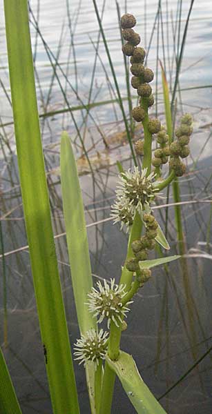 Sparganium erectum s.l. \ &Auml;stiger Igelkolben / Branched Bur-Reed, D Eisenberg 1.7.2006