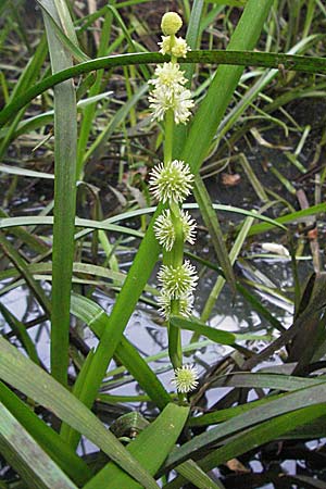 Sparganium emersum \ Einfacher Igelkolben / Unbranched Bur-Reed, D Mörfelden 29.7.2006