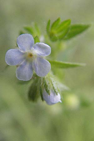 Lappula squarrosa \ Stechender Igelsame / Bur Forget-me-not, European Stickseed, D Botan. Gar.  Universit.  Heidelberg 4.10.2006