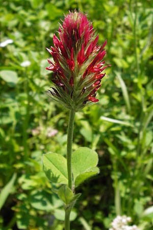 Trifolium incarnatum subsp. incarnatum \ Gewhnlicher Inkarnat-Klee / Crimson Clover, D Au am Rhein 30.6.2013