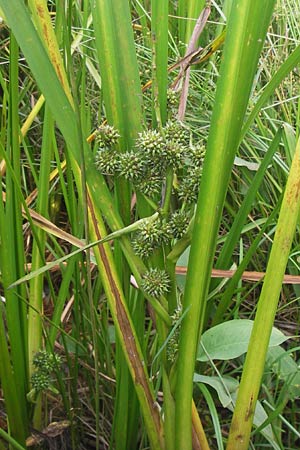 Sparganium erectum s.l. \ &Auml;stiger Igelkolben / Branched Bur-Reed, D Hungen 17.8.2013