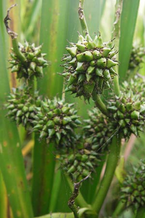 Sparganium erectum s.l. \ &Auml;stiger Igelkolben / Branched Bur-Reed, D Hungen 17.8.2013