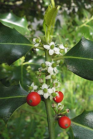 Ilex aquifolium \ Stechpalme / Holly, D Weinheim an der Bergstraße 24.4.2007