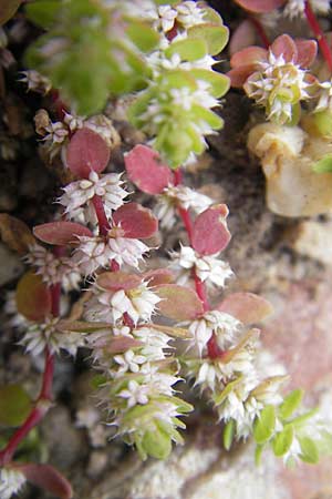 Illecebrum verticillatum \ Knorpelkraut, Quirlige Knorpelblume / Coral Necklace, D Botan. Gar.  Universit.  Mainz 11.7.2009