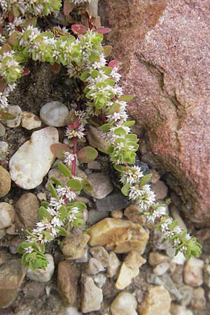 Illecebrum verticillatum \ Knorpelkraut, Quirlige Knorpelblume / Coral Necklace, D Botan. Gar.  Universit.  Mainz 11.7.2009