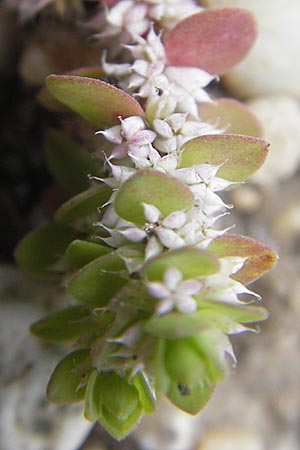 Illecebrum verticillatum \ Knorpelkraut, Quirlige Knorpelblume / Coral Necklace, D Botan. Gar.  Universit.  Mainz 11.7.2009