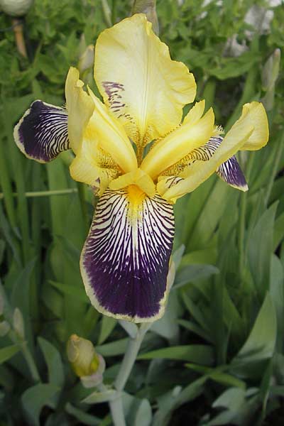 Iris cultivar \ Schwertlilien-Zuchtform / Cultivated Iris Form, D Franken/Franconia Scheßlitz 18.5.2012