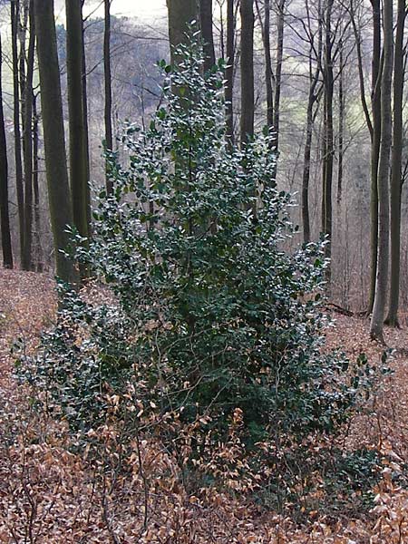Ilex aquifolium \ Stechpalme / Holly, D Odenwald, Löhrbach 23.2.2014