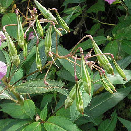 Impatiens glandulifera \ Indisches Springkraut / Indian Balsam, D Mannheim 10.9.2006