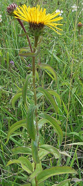 Pentanema salicinum \ Weidenblttriger Alant, D Neuleiningen 1.7.2006