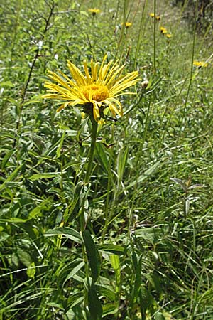 Pentanema salicinum \ Weidenblttriger Alant, D Pforzheim 15.7.2006