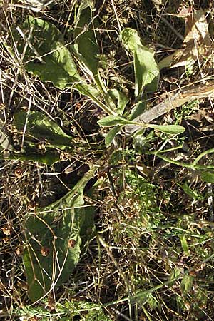 Pentanema squarrosum \ Drrwurz, D Neuleiningen 17.7.2006
