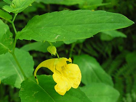 Impatiens noli-tangere \ Echtes Springkraut, Rhrmichnichtan / Touch me not, D Obernzell an der Donau 11.6.2014