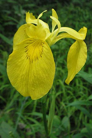 Iris pseudacorus \ Gelbe Schwertlilie / Yellow Iris, D Ketsch 6.6.2006