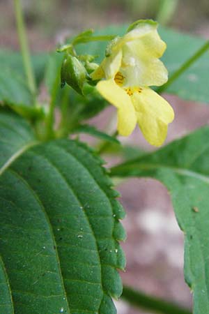 Impatiens parviflora \ Kleinbltiges Springkraut / Small Balsam, D Treuchtlingen 18.6.2014