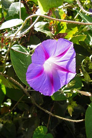 Ipomoea purpurea \ Trichter-Winde, Violette Prunk-Winde / Purple Morning Glory, D Mannheim 28.9.2014