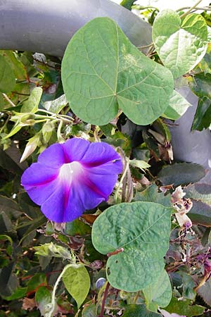 Ipomoea purpurea \ Trichter-Winde, Violette Prunk-Winde / Purple Morning Glory, D Mannheim 28.9.2014
