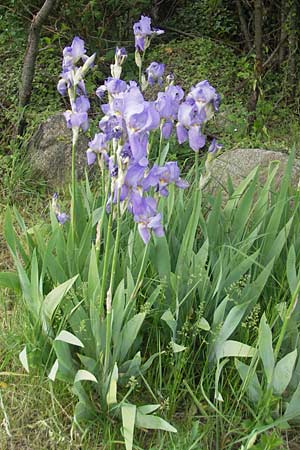 Iris pallida \ Blasse Schwertlilie / Dalmatian Iris, D Hemsbach 11.5.2012