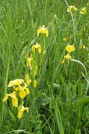 Iris pseudacorus \ Gelbe Schwertlilie / Yellow Iris, D Lampertheim 21.5.2012
