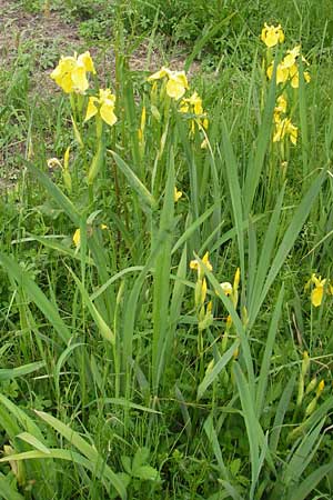Iris pseudacorus \ Gelbe Schwertlilie / Yellow Iris, D Lampertheim 21.5.2012