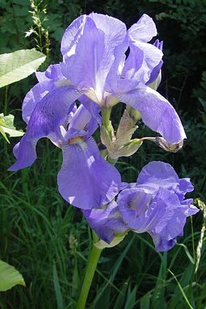 Iris cultivar \ Schwertlilien-Zuchtform / Cultivated Iris Form, D Pfalz, Landau 26.5.2012