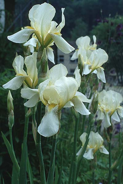 Iris flavescens \ Gelbe Schwertlilie / Lemonyellow Iris, D Weinheim an der Bergstra&szlig;e 24.5.1989