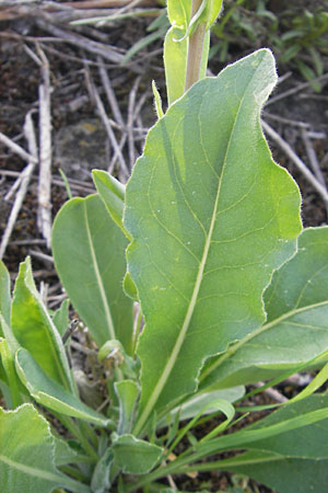 Isatis tinctoria \ Frber-Waid / Woad, D Mannheim 6.5.2009