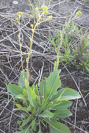Isatis tinctoria \ Frber-Waid / Woad, D Mannheim 6.5.2009