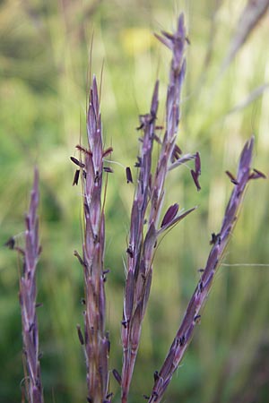 Bothriochloa ischoemum \ Gewhnliches Bartgras / Bluestem, D Karlsruhe 4.9.2010