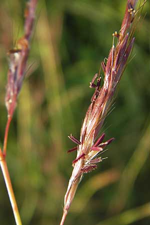 Bothriochloa ischoemum \ Gewhnliches Bartgras / Bluestem, D Karlsruhe 4.9.2010
