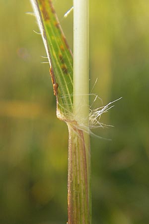 Bothriochloa ischoemum \ Gewhnliches Bartgras / Bluestem, D Karlsruhe 4.9.2010