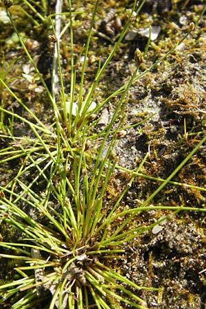 Isolepis setacea \ Borsten-Moorbinse / Bristle Club Rush, D Birkenheide 18.7.2011