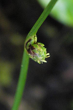 Isolepis setacea \ Borsten-Moorbinse / Bristle Club Rush, D Schwarzwald/Black-Forest, Reichental 7.7.2012