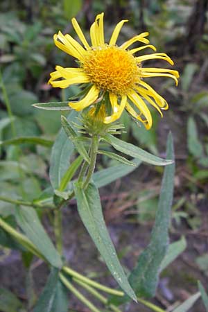 Pentanema salicinum \ Weidenblttriger Alant, D Wiesbaden 22.9.2012