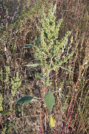 Iva xanthiifolia \ Schlagkraut / Marsh Elder, D Viernheim 10.9.2012
