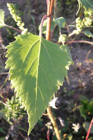Iva xanthiifolia \ Schlagkraut / Marsh Elder, D Viernheim 10.9.2012