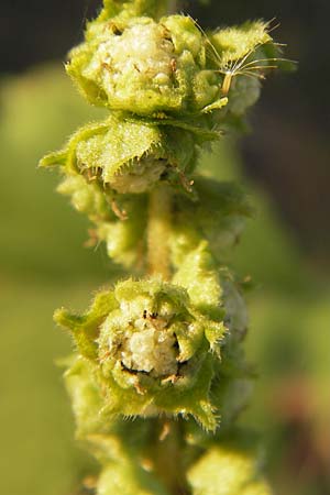 Iva xanthiifolia \ Schlagkraut / Marsh Elder, D Viernheim 10.9.2012