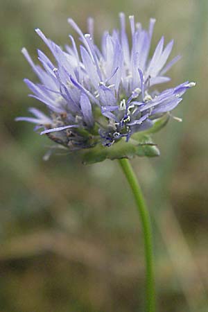 Jasione montana \ Berg-Sandglckchen, Schaf-Rapunzel / Sheep's Bit, D Waghäusel 22.7.2006